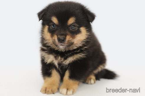 成約済の神奈川県のミックス犬-322547の2枚目